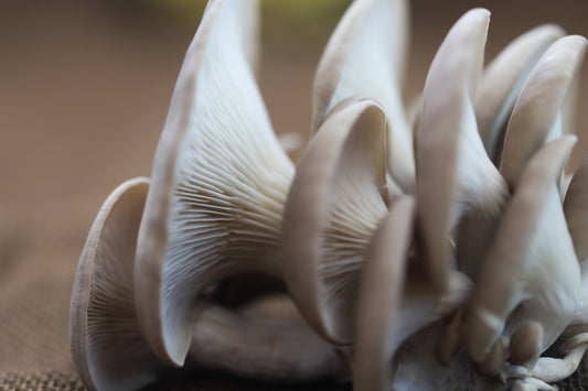 White Oyster Mushroom