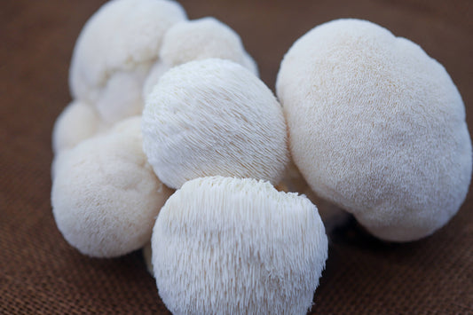 Lion's Mane Mushroom