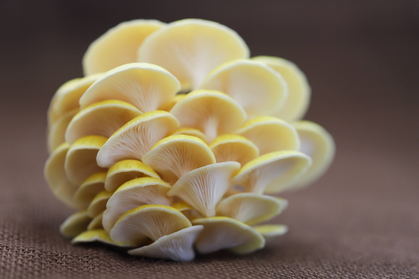 Yellow Oyster Mushrooms