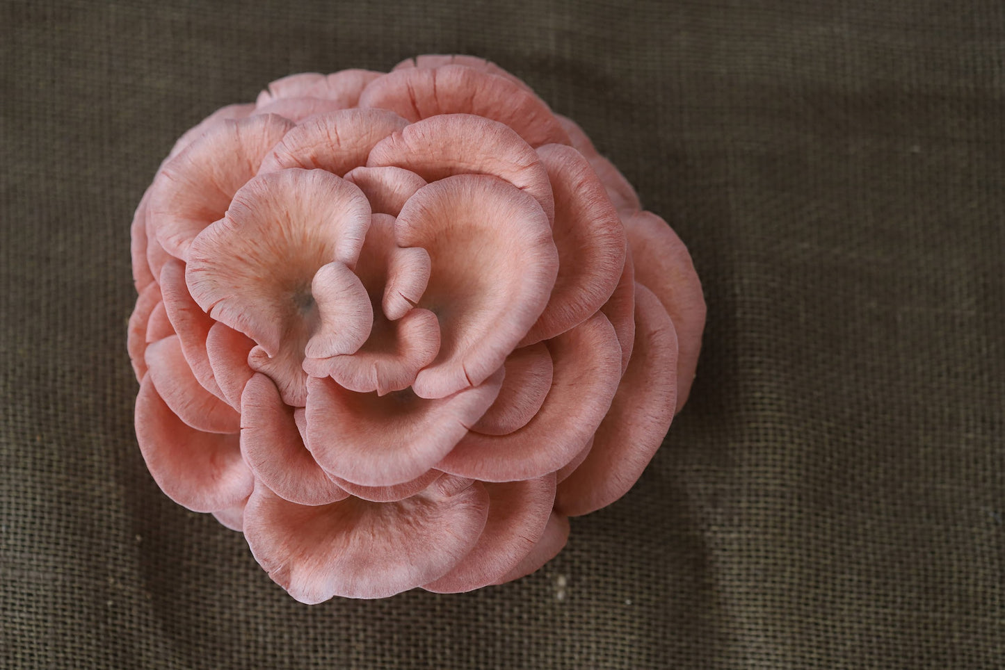 Pink Oyster Mushroom