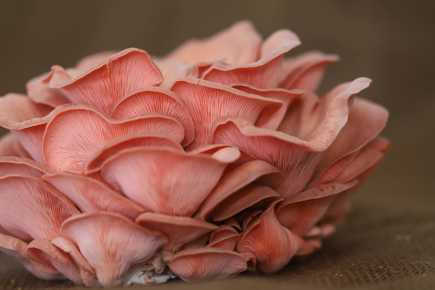 Pink Oyster Mushroom