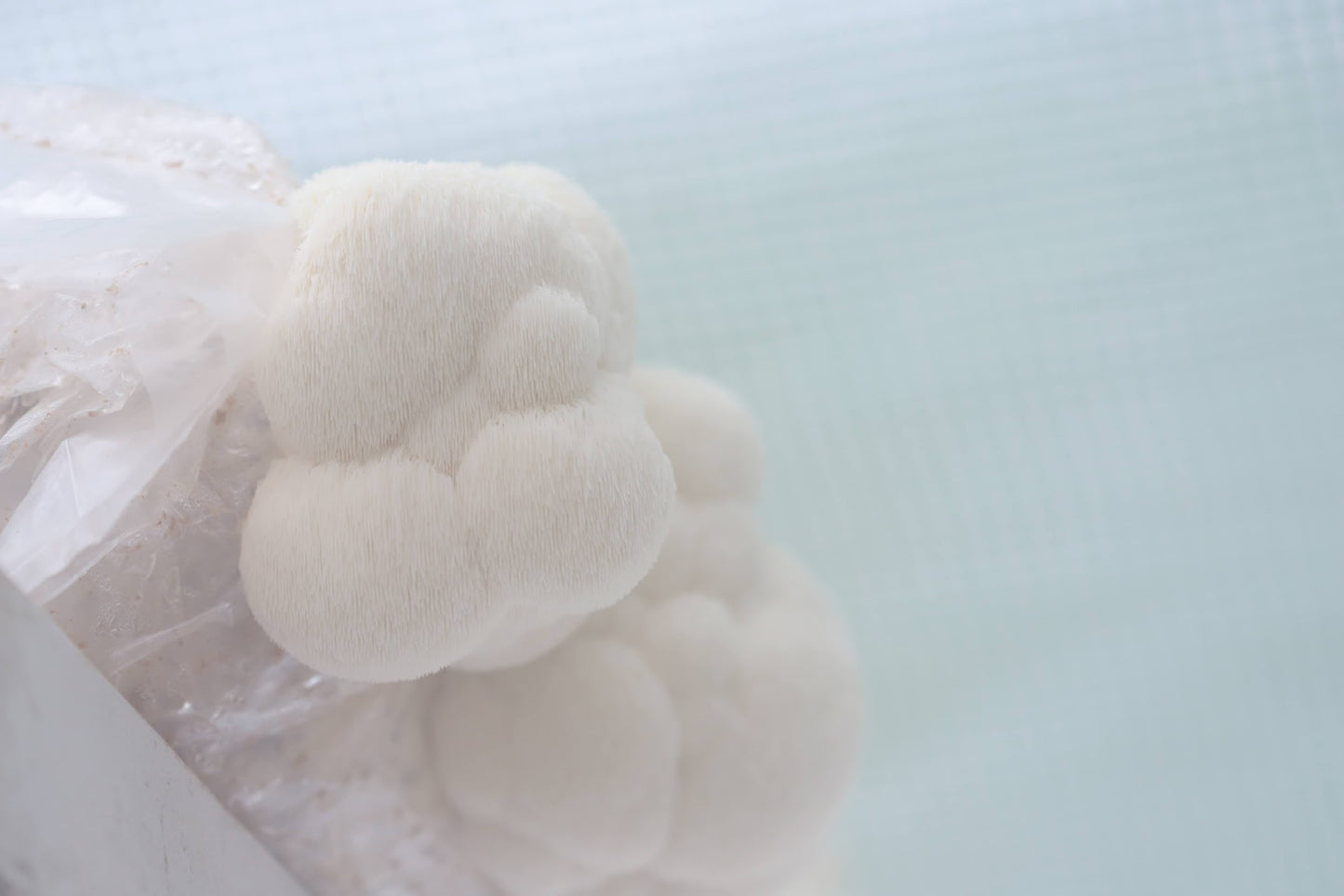 Lion's Mane Mushroom