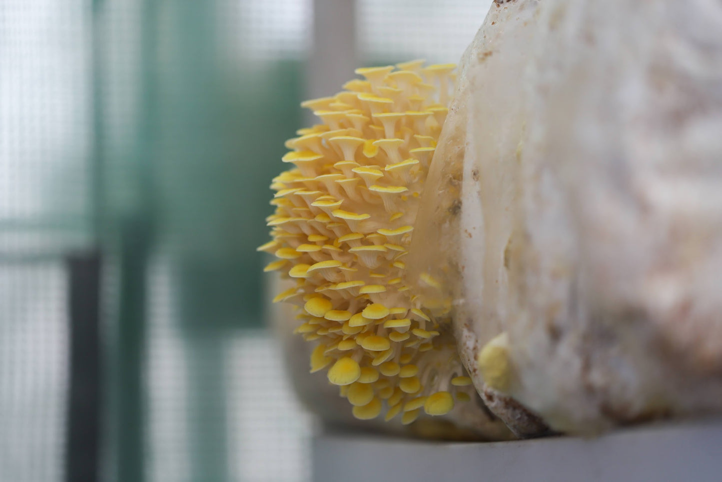 Yellow Oyster Mushrooms