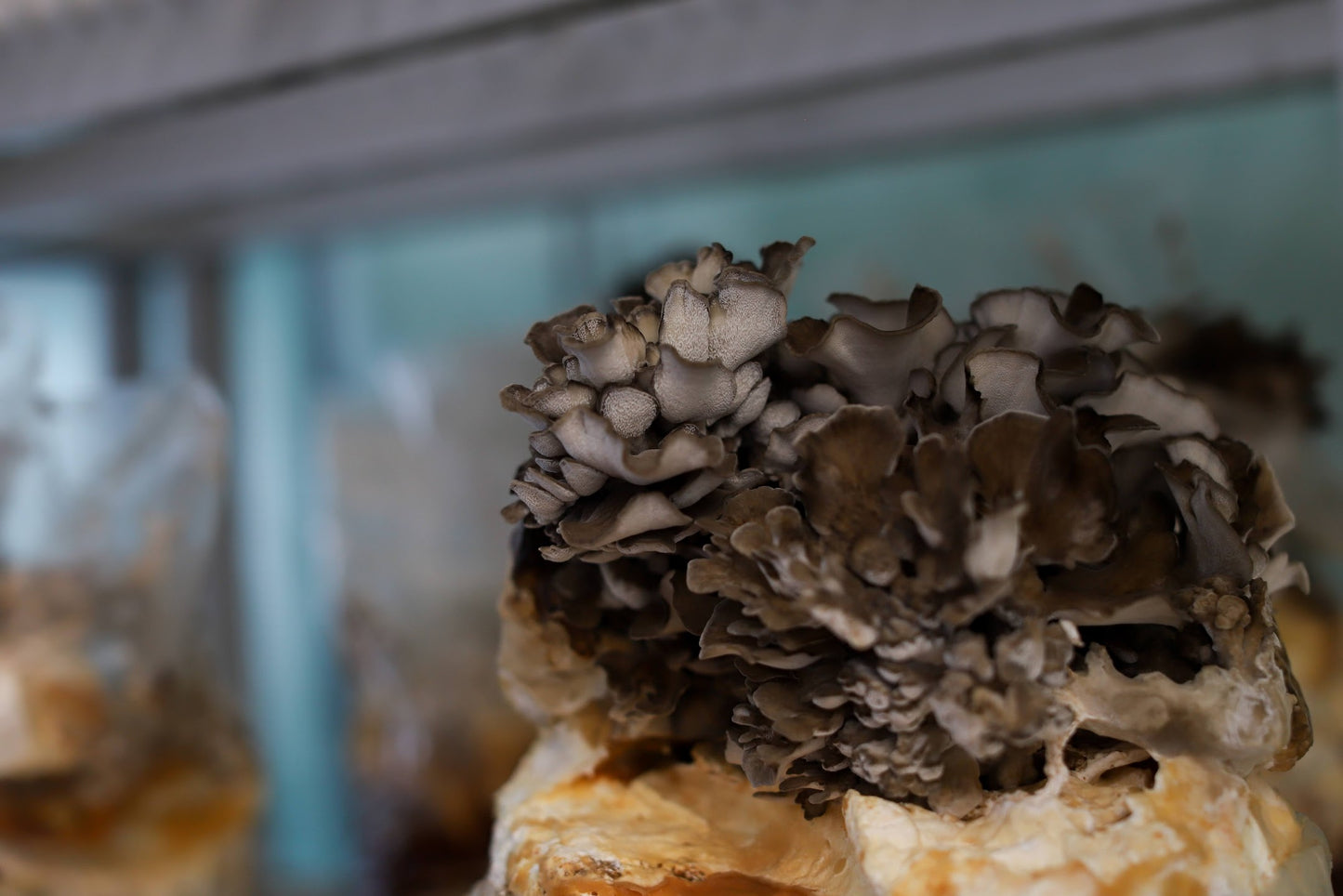 Maitake Mushroom