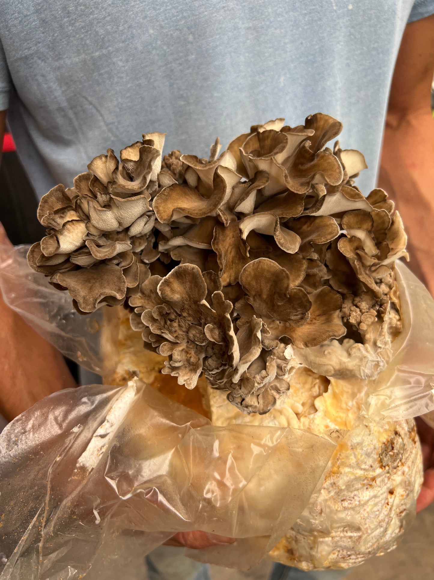 Maitake Mushroom